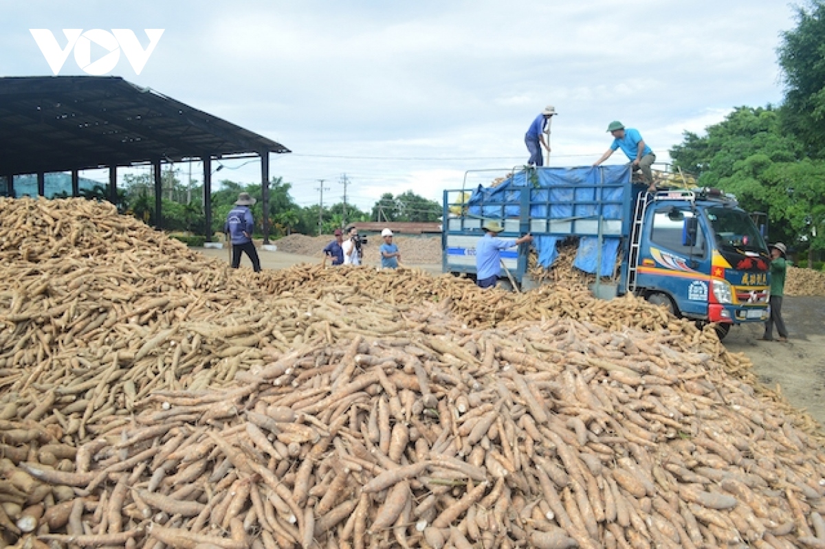 china remains largest export market for vietnamese cassava picture 1
