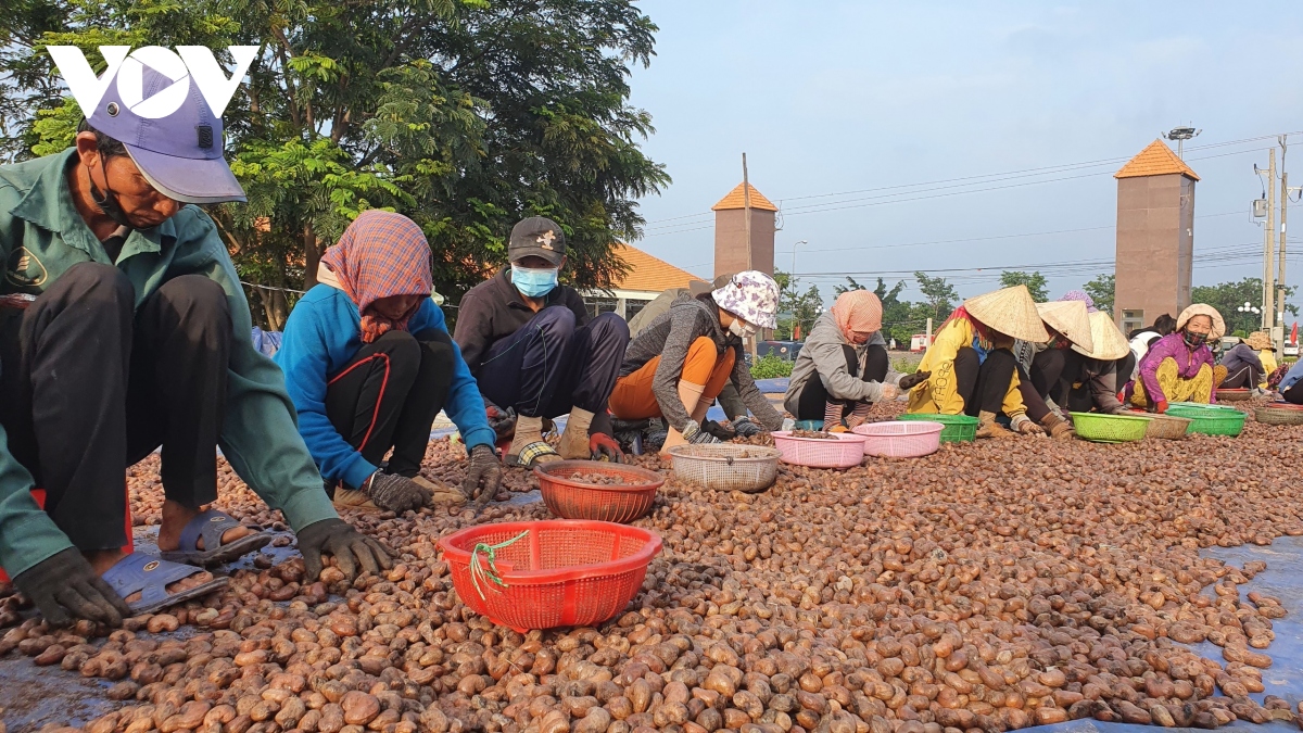 xuat khau hat dieu van doi dien rui ro bi lua dao hinh anh 2