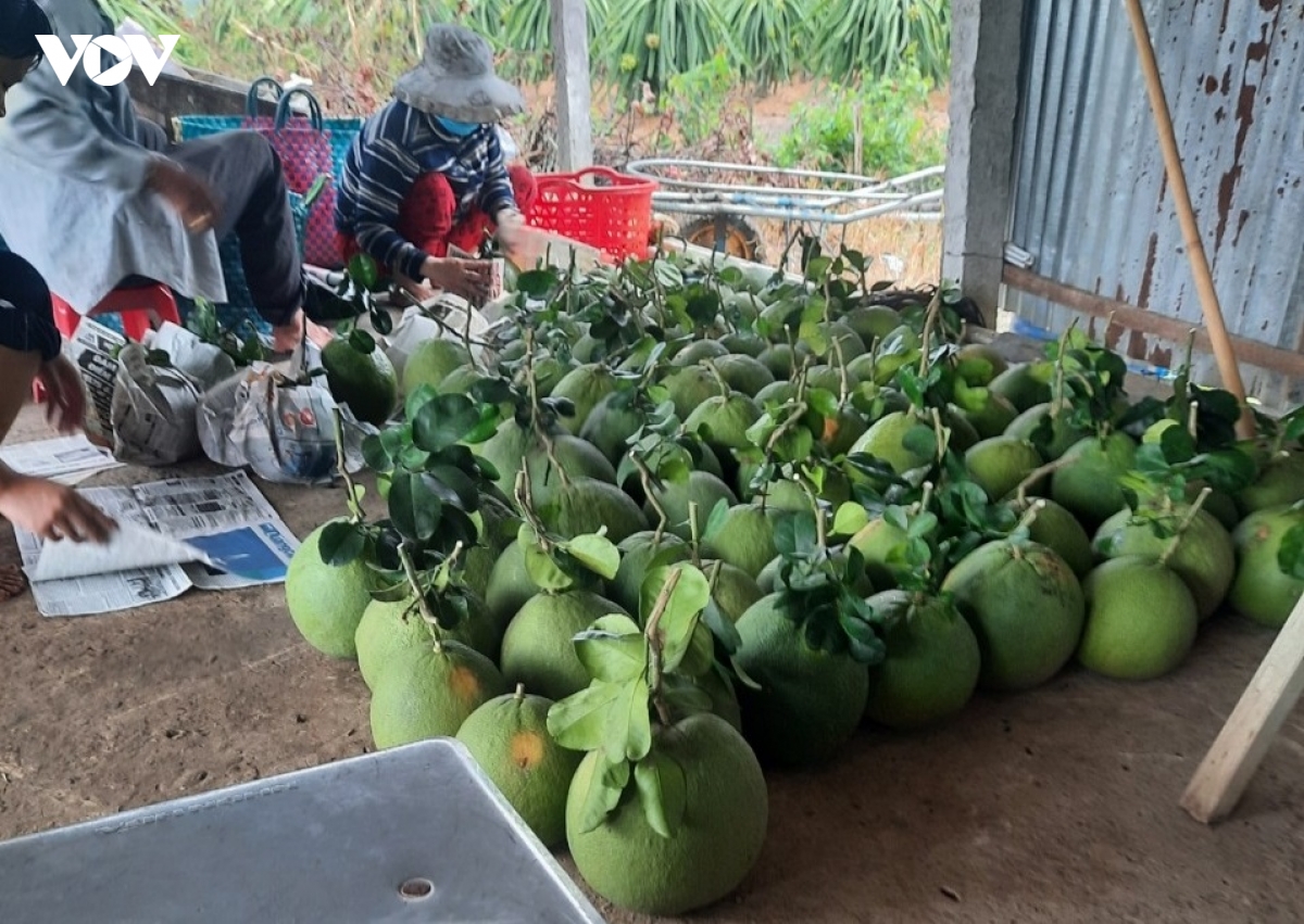 nhieu loai trai cay gia o muc cao, nha vuon tien giang phan khoi hinh anh 2