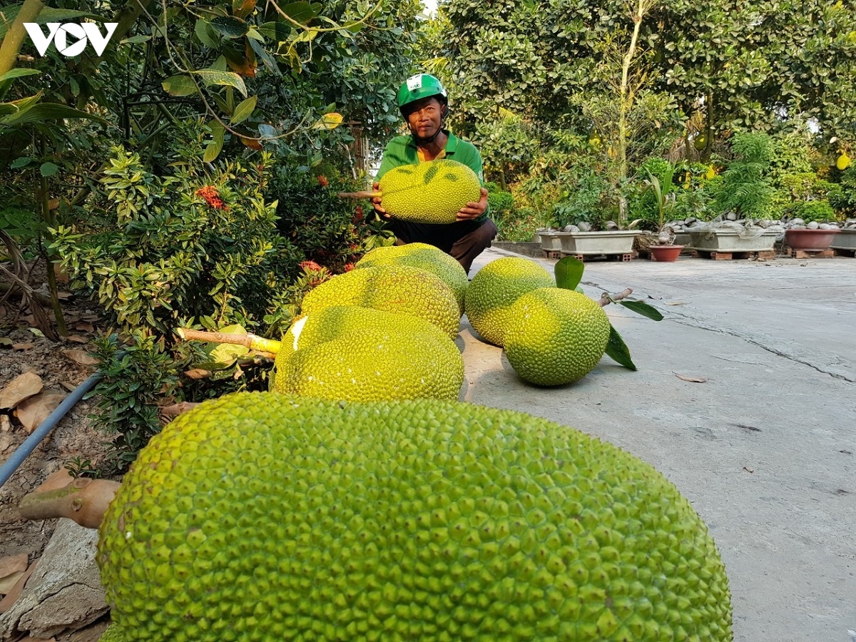nhieu loai trai cay gia o muc cao, nha vuon tien giang phan khoi hinh anh 3