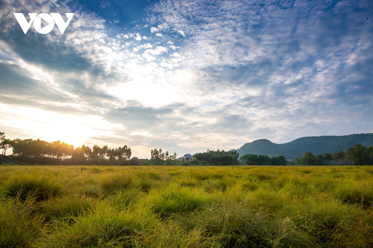 check-in canh dong re dep mo mang o chi linh, hai duong hinh anh 4