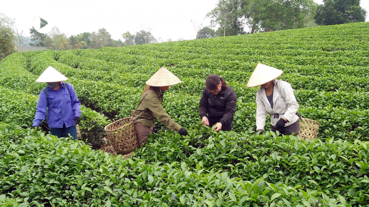 Hợp tác xã cần có thêm cơ chế chính sách để phát triển