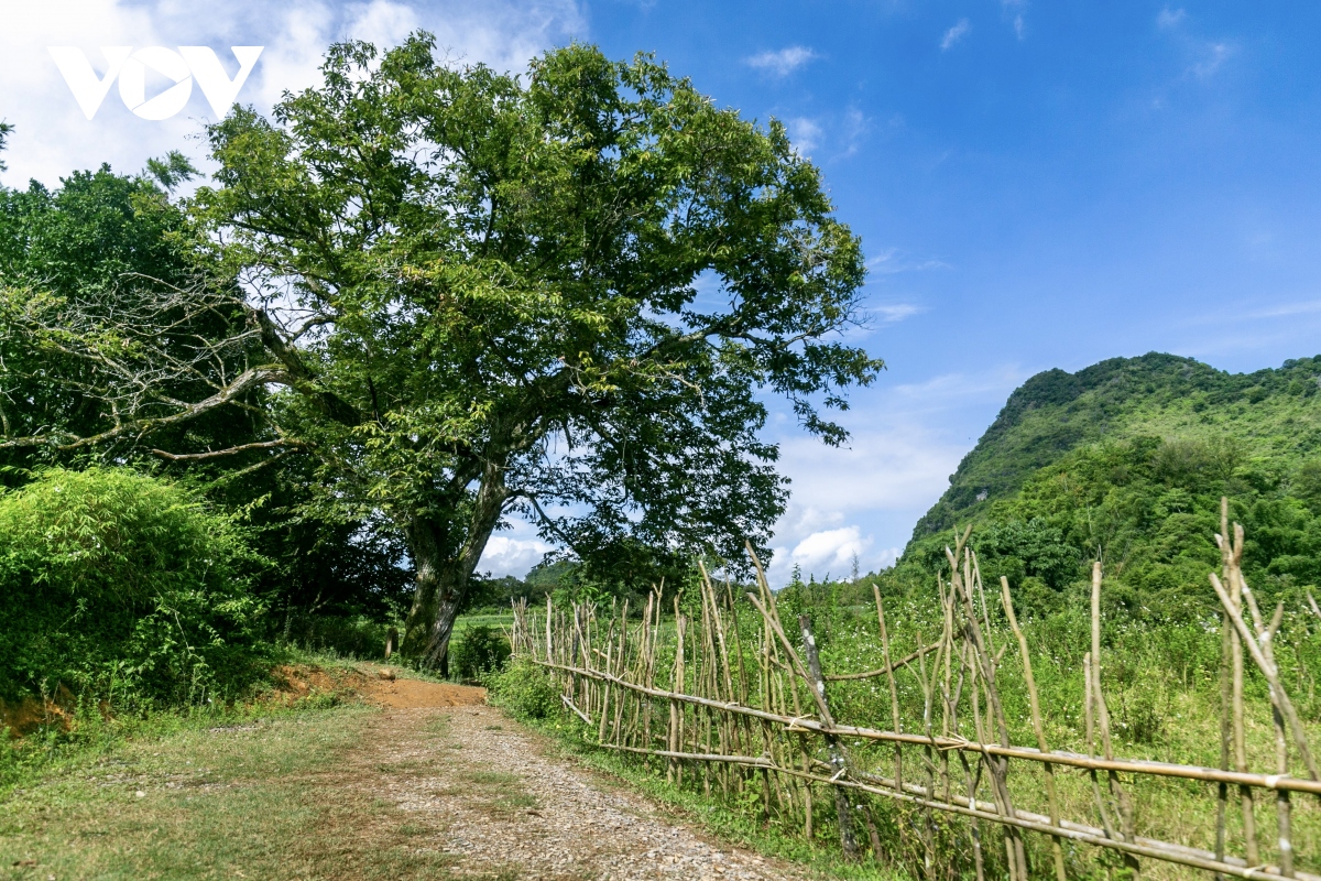 check in cay de co thu tru danh o trung khanh, cao bang hinh anh 2