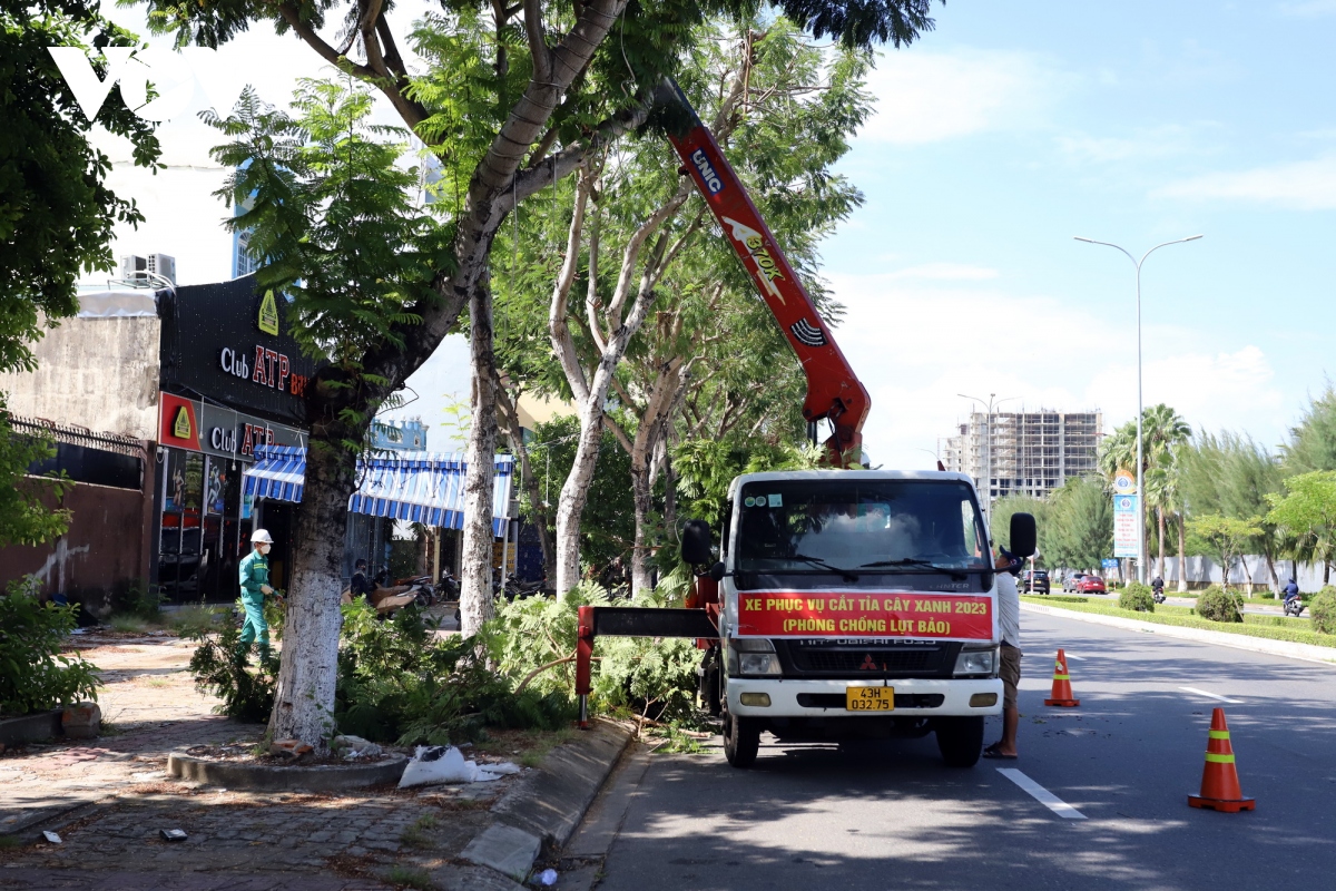 Cắt tỉa cây xanh phòng chống bão, Đà Nẵng không cắt trụi tán lá