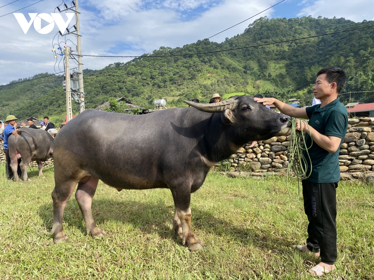 Độc đáo cuộc thi “hoàng tử trâu” tại Sơn La