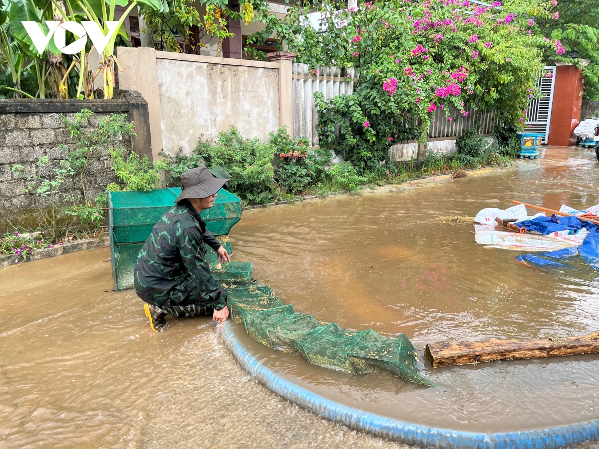 mua lon bat ngo, nong dan quang binh bat luc nhin lua dang phoi bi cuon troi hinh anh 4