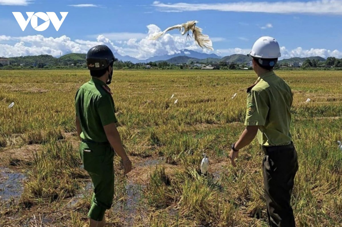 thua thien hue tieu huy hang tram phuong tien, dung cu bay chim troi hinh anh 1