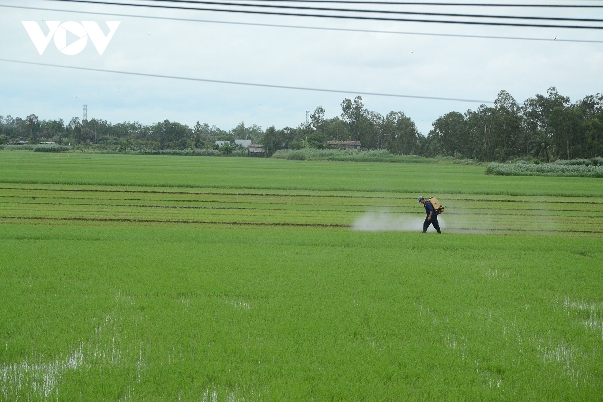 gia lua tang ki luc, nong dan tien giang o at gieo sa vu thu dong hinh anh 3