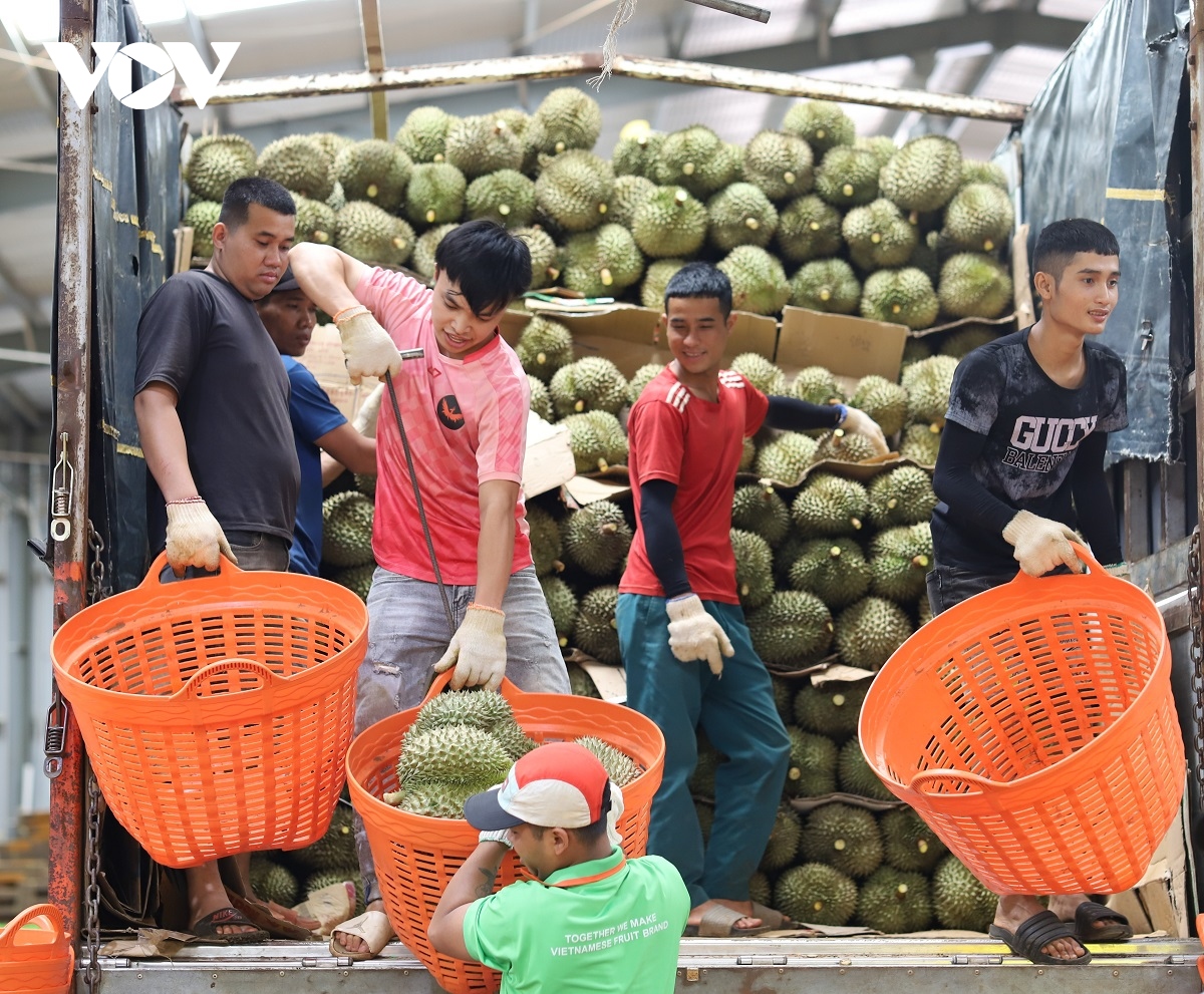 sau rieng Dak lak giua cao diem vu thu hoach hinh anh 4