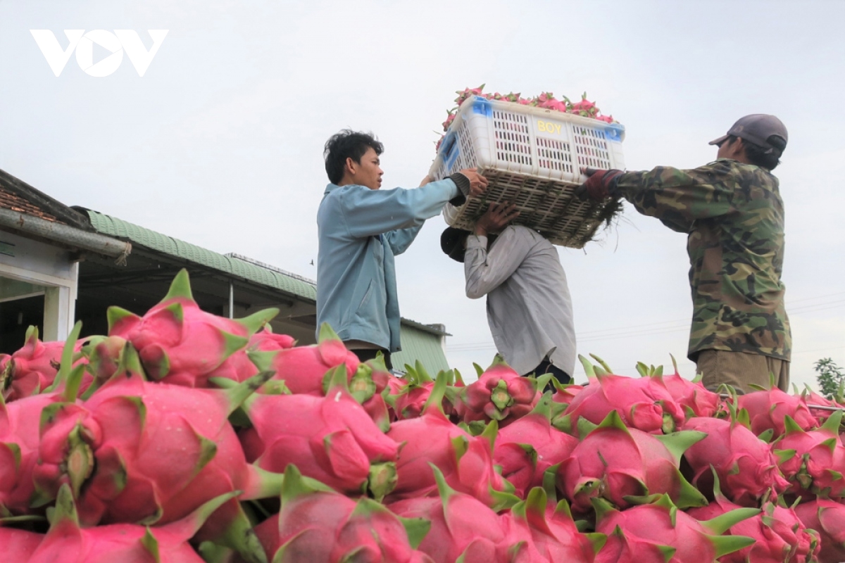 UK supermarkets halt Vietnamese dragon fruit sales due to pesticide residues