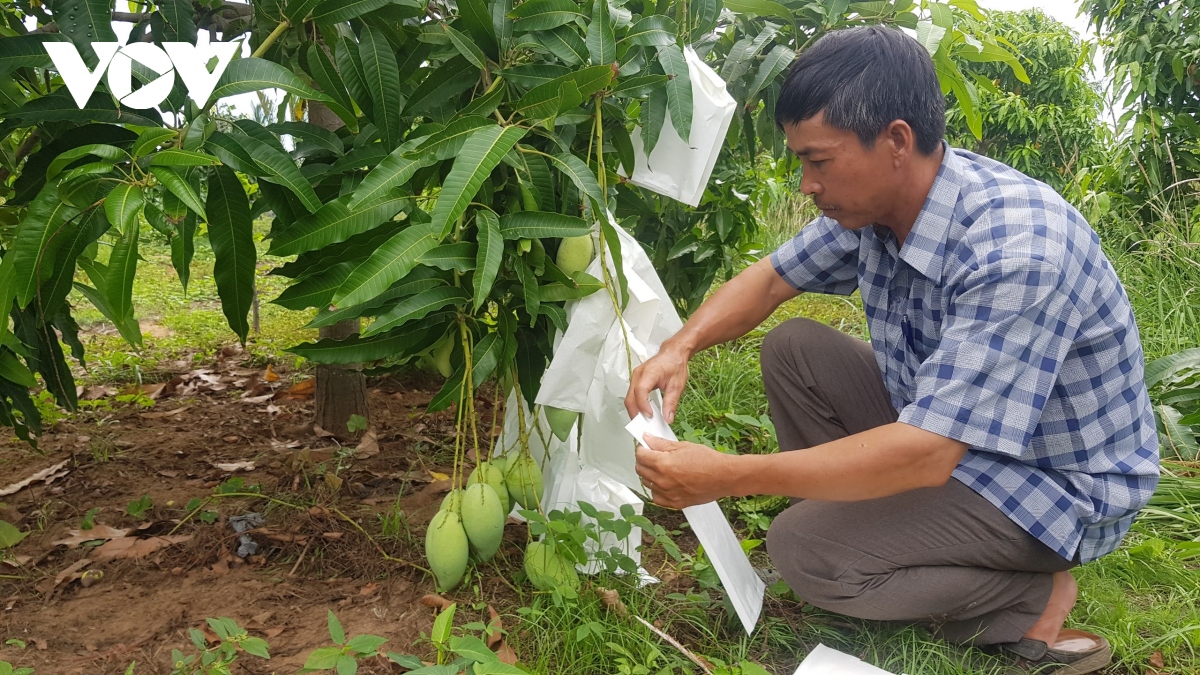 Xây dựng thương hiệu nông đặc sản Cần Giờ từ sự khác biệt