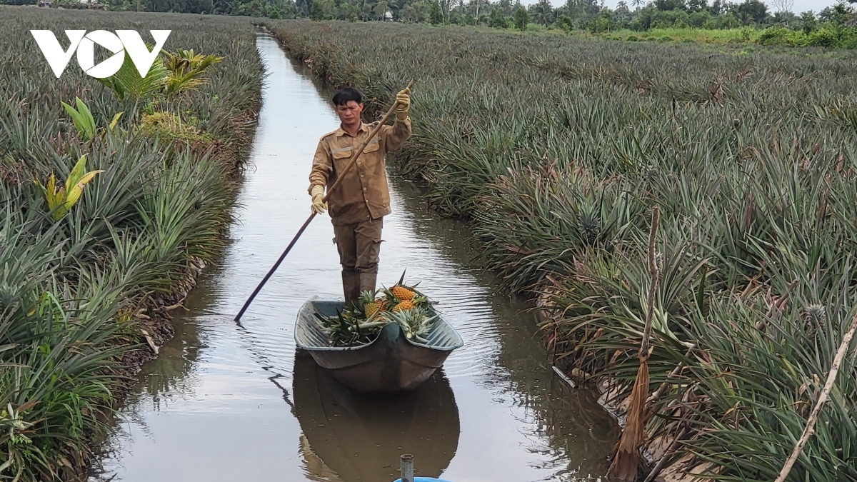 gia dua o hau giang tang manh, thuong lai vao tan ray thu mua hinh anh 1