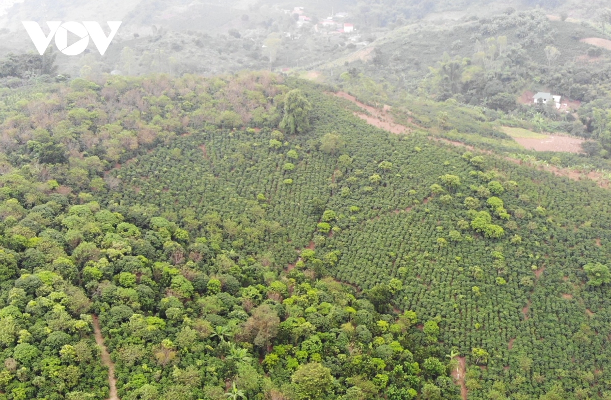 Giá cà phê hôm nay 1/11: Giá cà phê Robusta, Arabica đồng loạt tăng