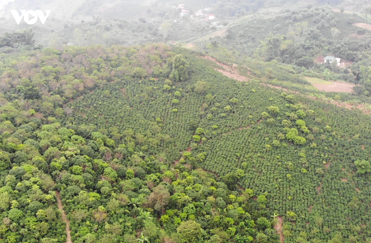 arabica son la huong vi nui rung tay bac hinh anh 3