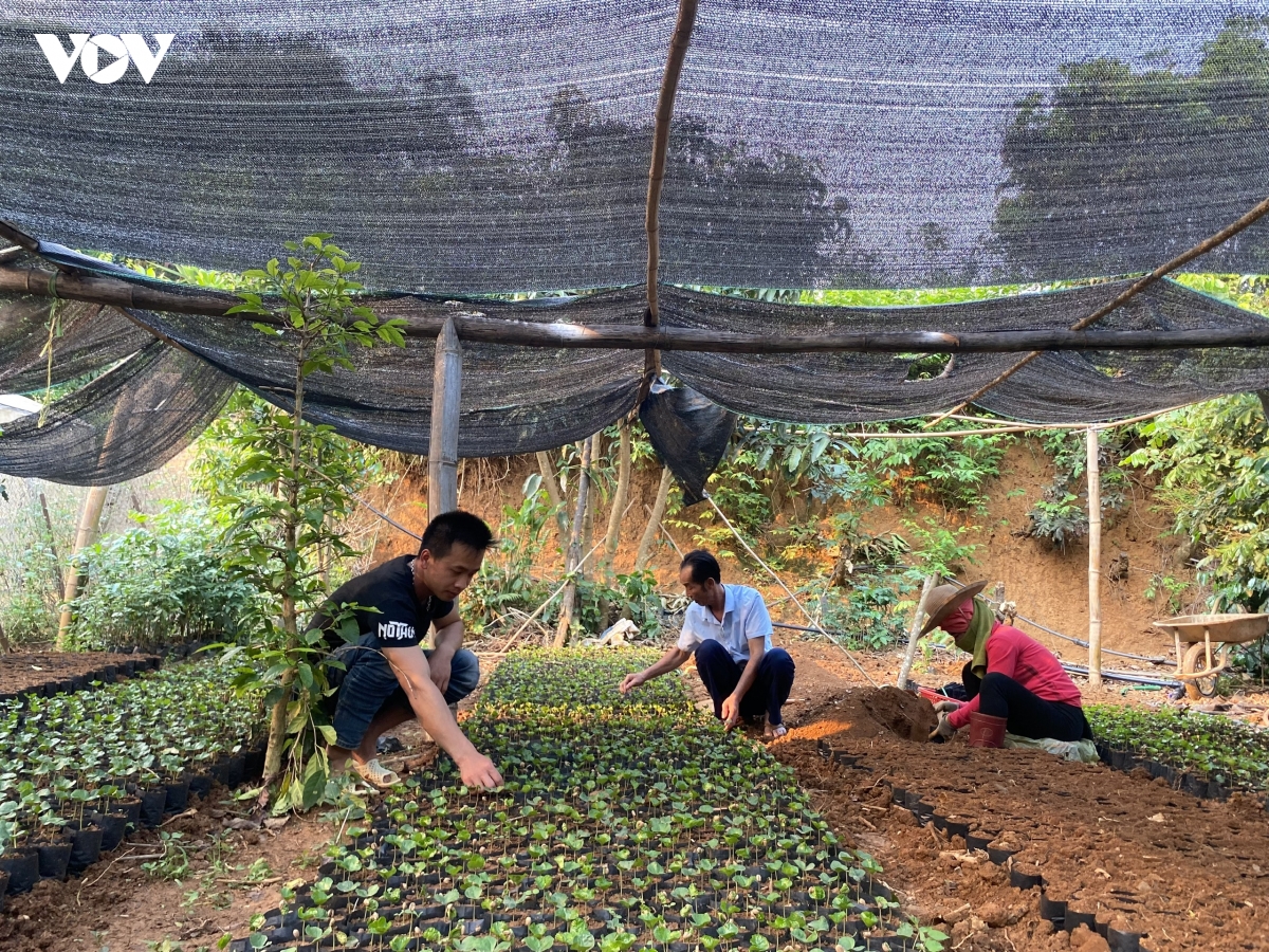 arabica son la huong vi nui rung tay bac hinh anh 4
