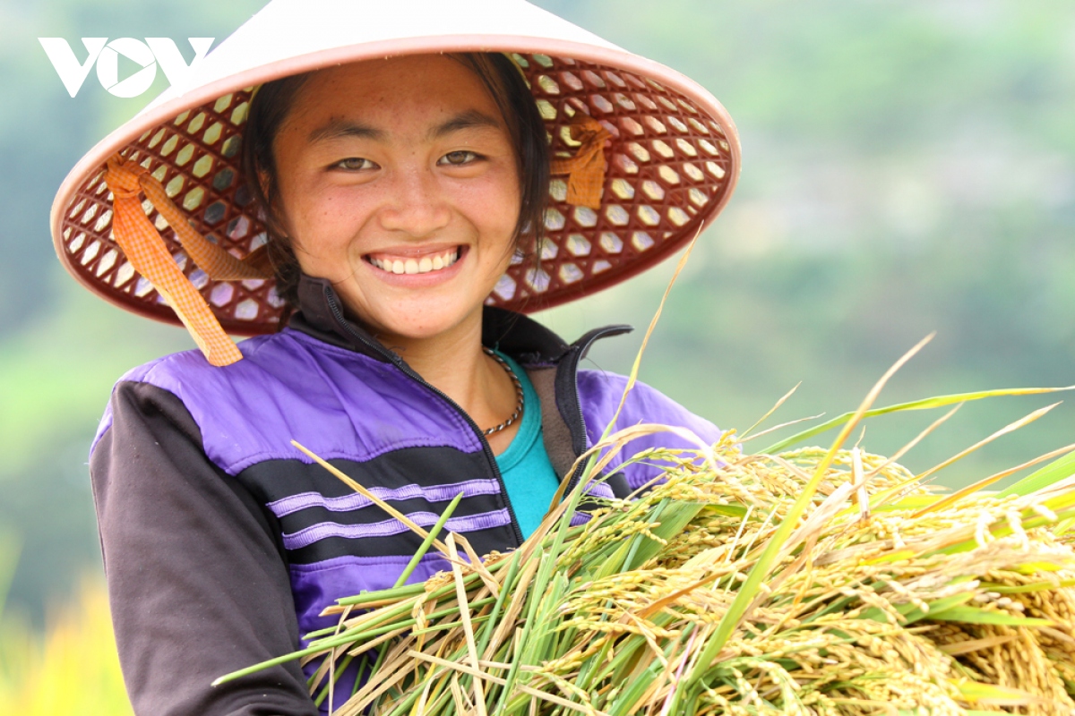 tang cuong ho tro, thuc day phat trien lua hang hoa o lai chau hinh anh 4