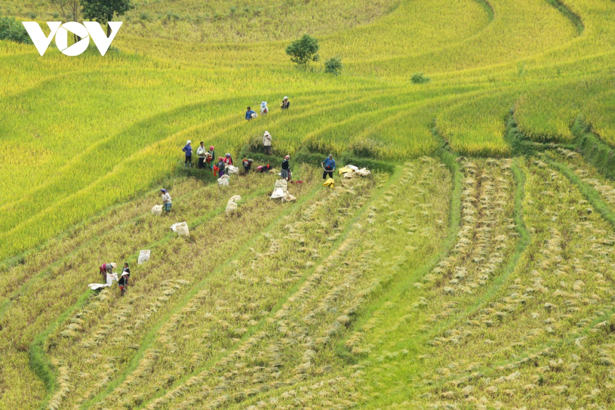 tang cuong ho tro, thuc day phat trien lua hang hoa o lai chau hinh anh 1