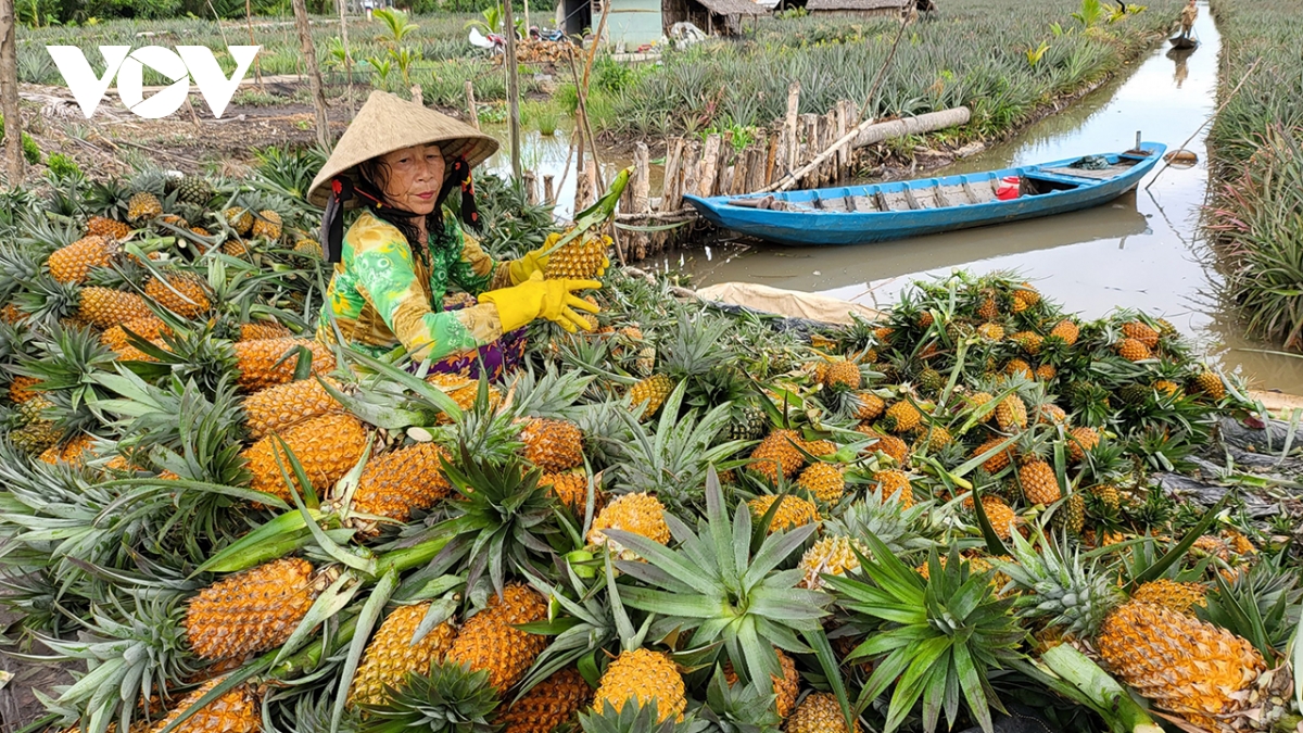 Hậu Giang đang dẫn đầu cả nước về tốc độ tăng trưởng kinh tế