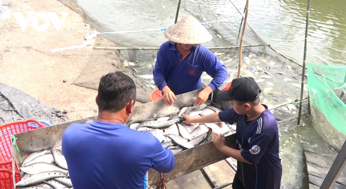 gia ca that lat tang cao, nong dan hau giang phan khoi hinh anh 1