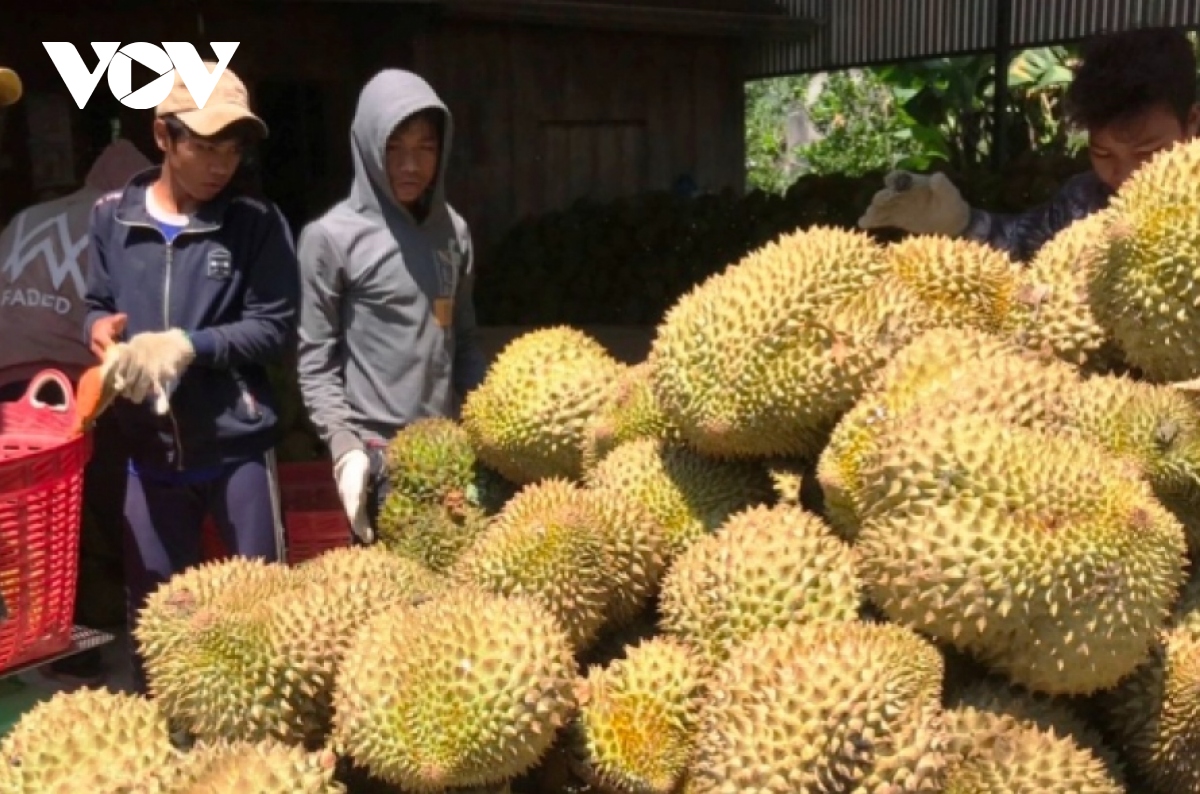 Xuất khẩu rau quả đã vượt cả năm 2022