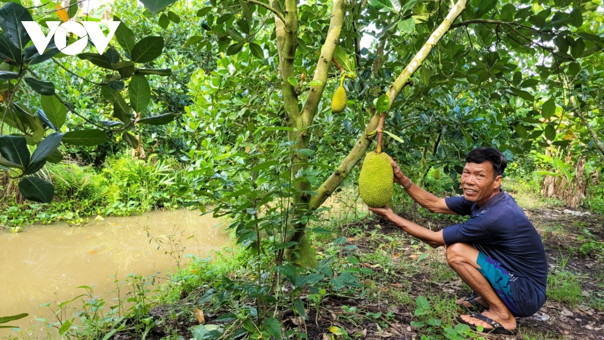 nong dan vung dat kho tien giang co nguon thu nhap cao tu cay mit hinh anh 1