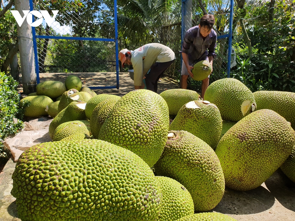 nong dan vung dat kho tien giang co nguon thu nhap cao tu cay mit hinh anh 2