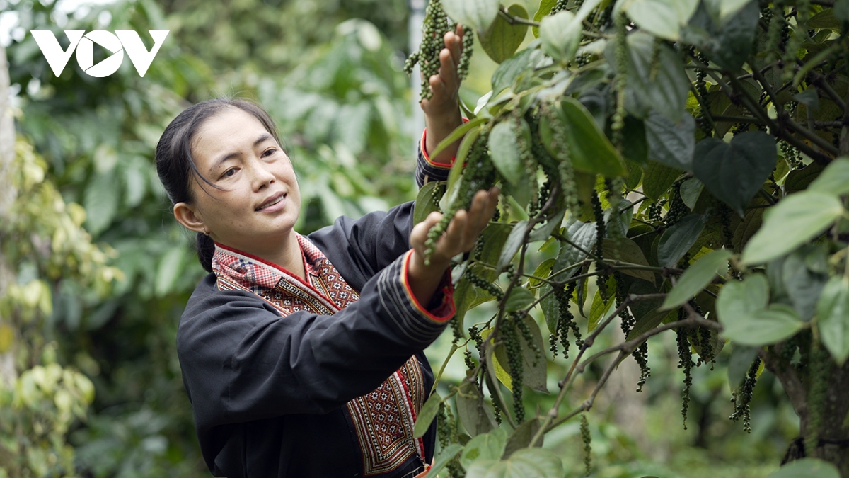 hieu qua tu du an thuc day san xuat va thuong mai ben vung ho tieu viet nam hinh anh 1