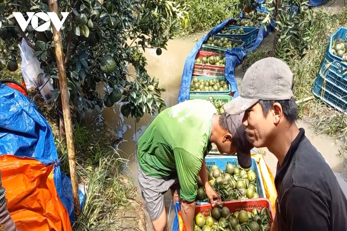 nguoi dan vinh long dang buoc vao mot vu cam buon hinh anh 1