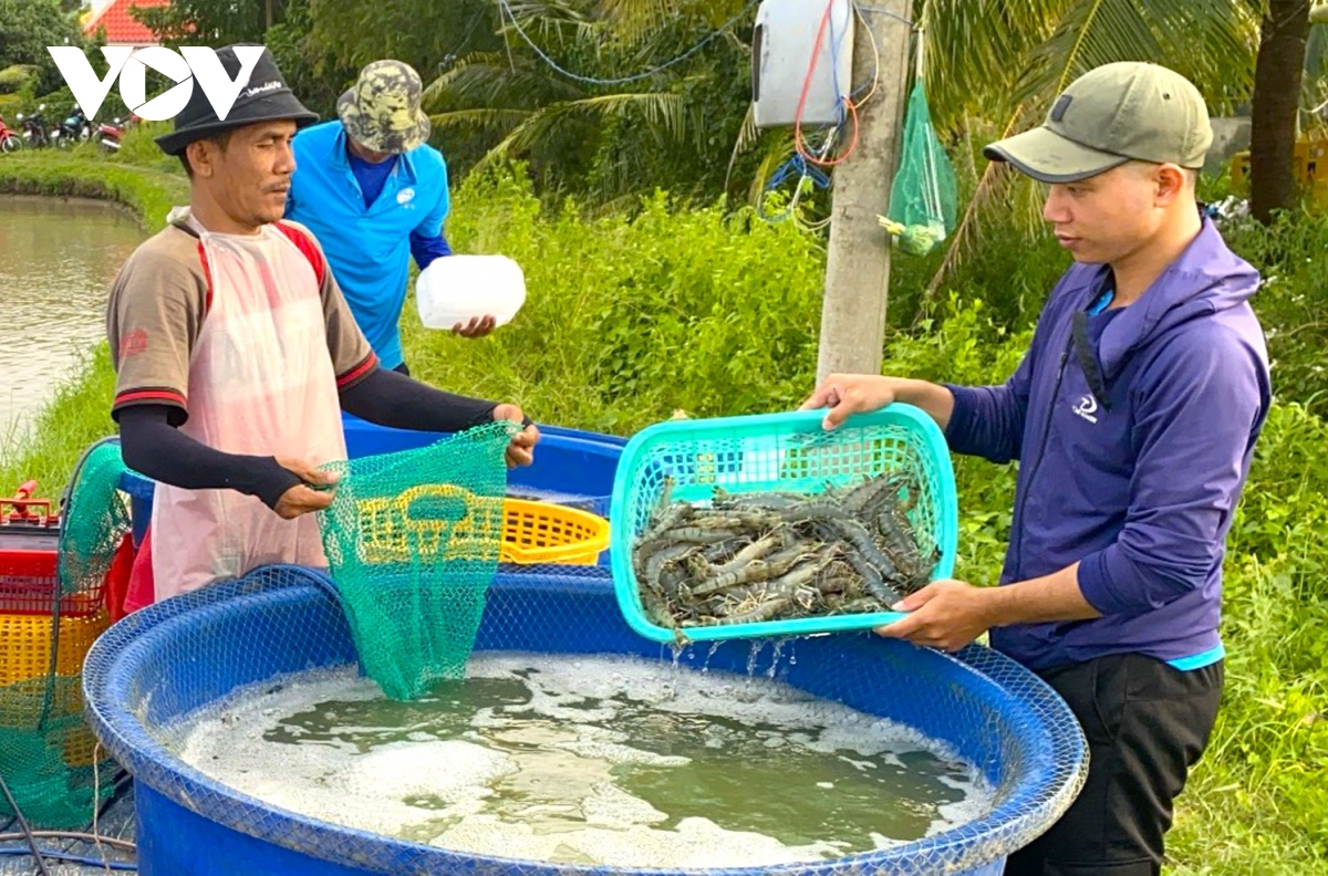 Tôm Cà Mau – Tự hào thương hiệu Việt