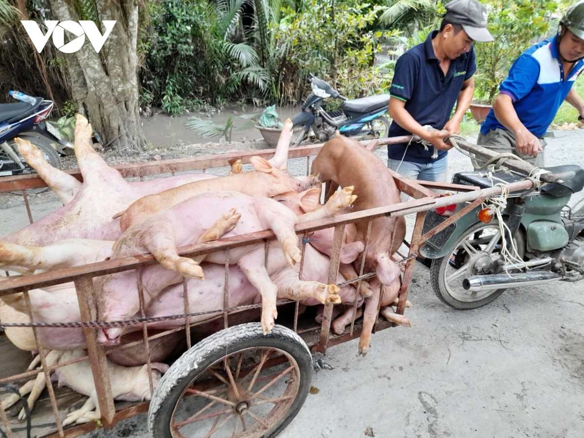 benh ta heo chau phi van dien bien phuc tap o tien giang hinh anh 1