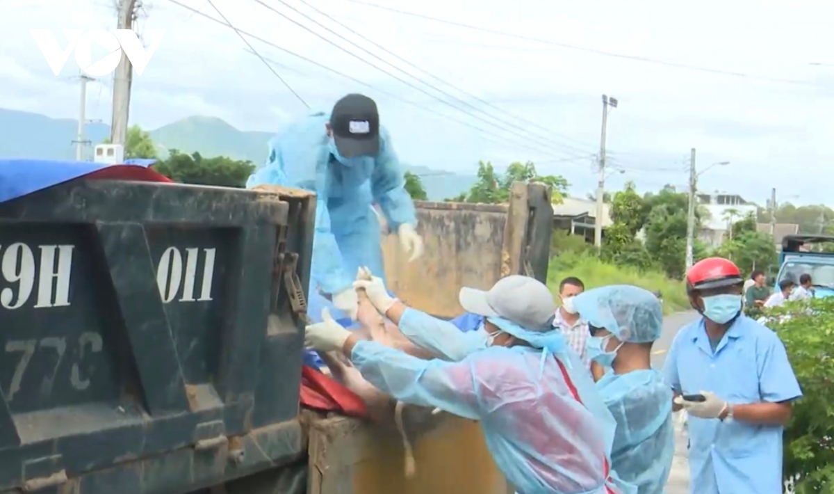 dich ta heo chau phi bung phat tro lai o khanh hoa hinh anh 2