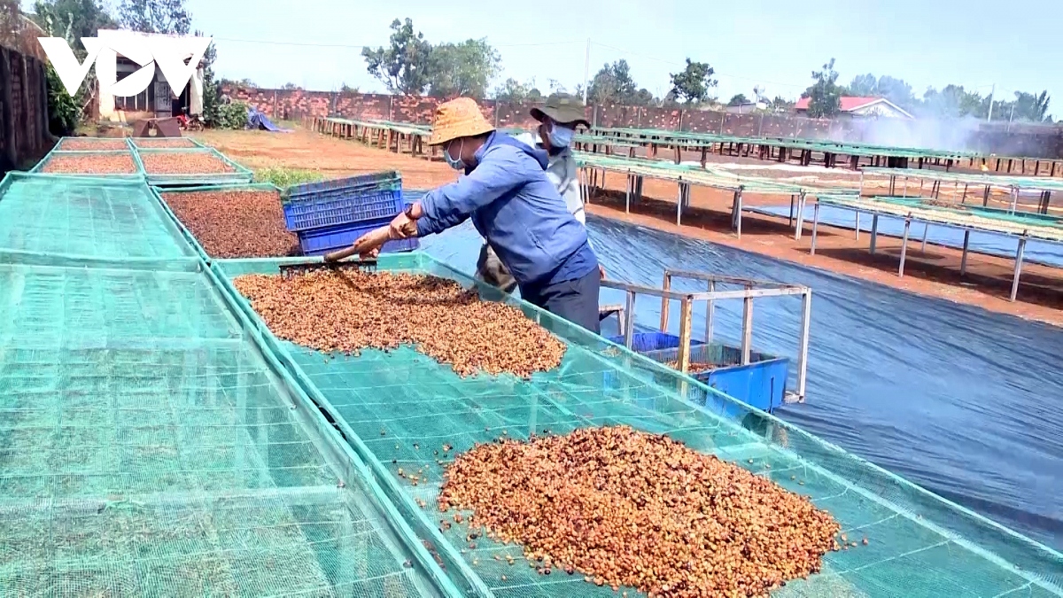 gia ca phe hom nay 23 11 tang cao nhat 200 dong kg hinh anh 1