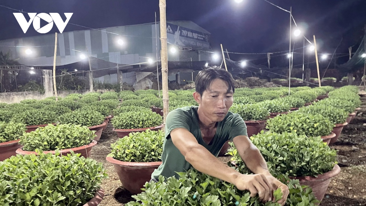 nong dan ba ria-vung tau xuyen dem chong den thuc cung hoa tet hinh anh 2