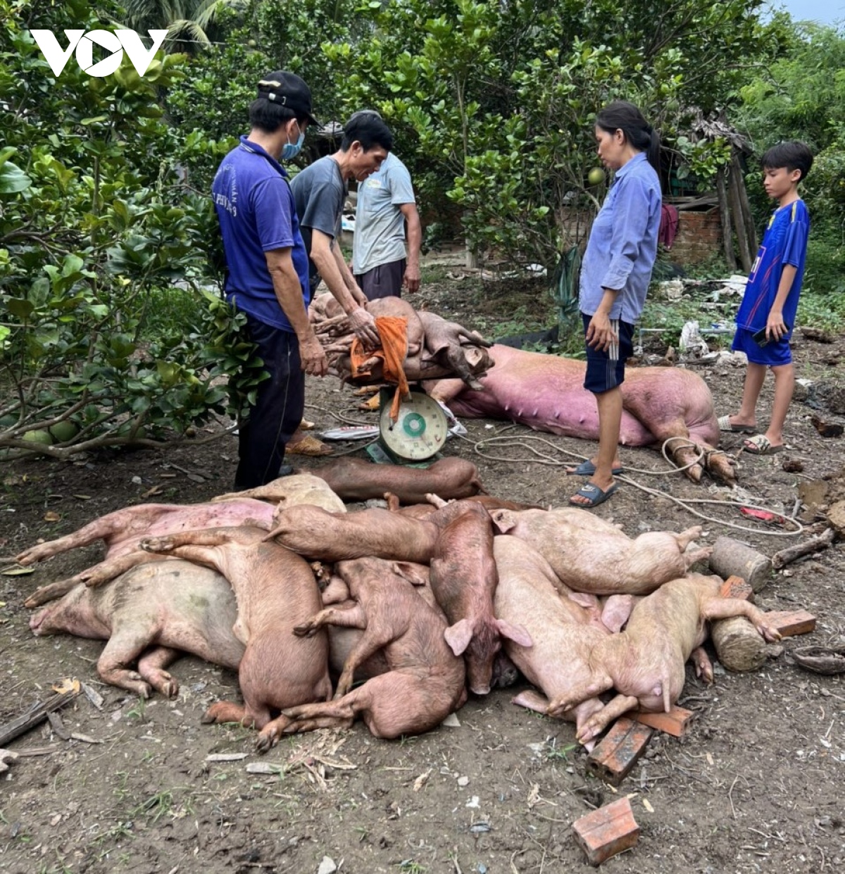 dich ta heo chau phi o tien giang tai phat, nguoi nuoi khon don hinh anh 2