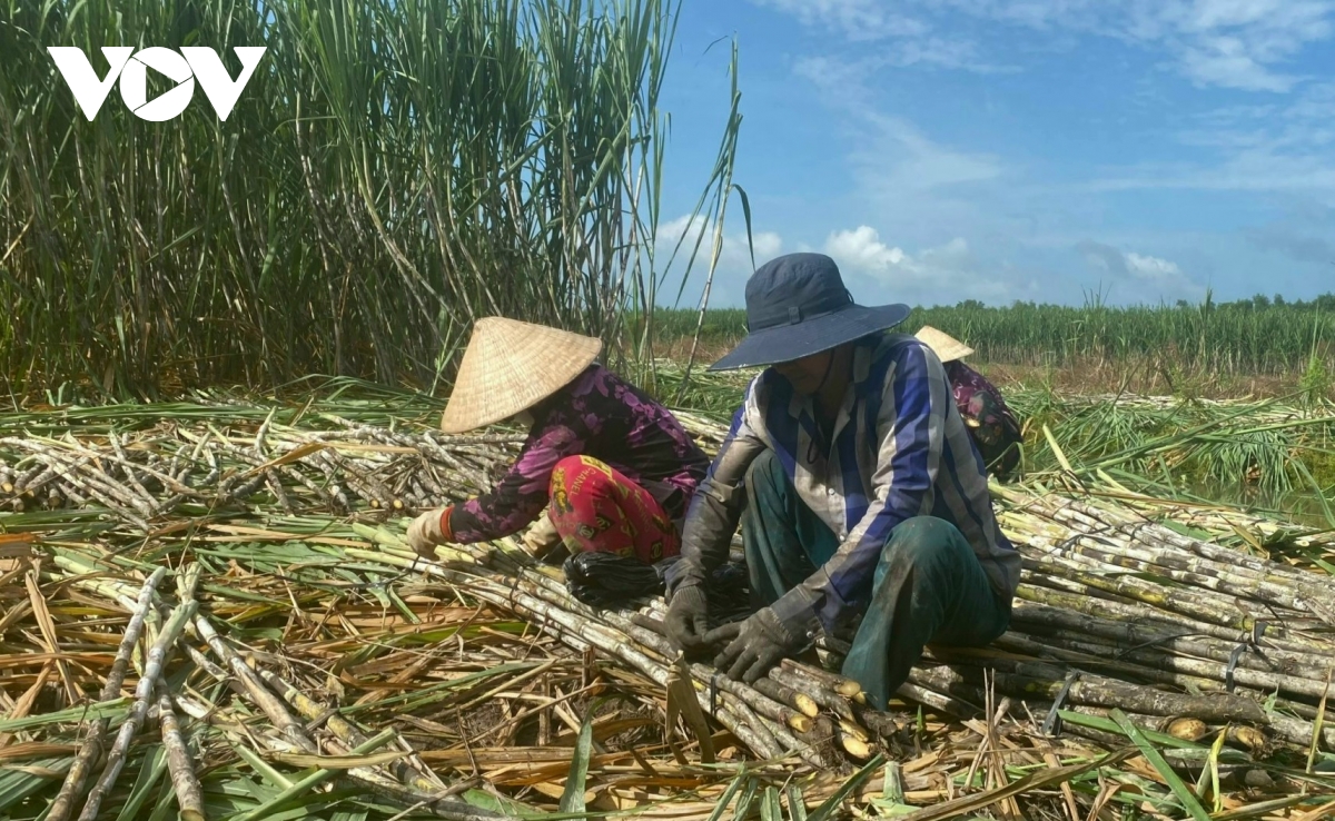 Giá mía ở Hậu Giang giảm mạnh