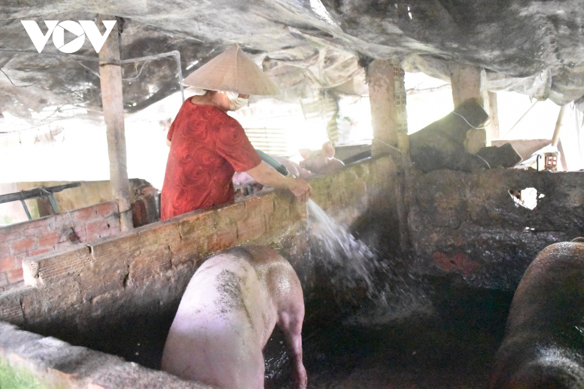 ben tre khan truong phong, chong benh ta heo chau phi dam bao nguon cung dip tet hinh anh 2