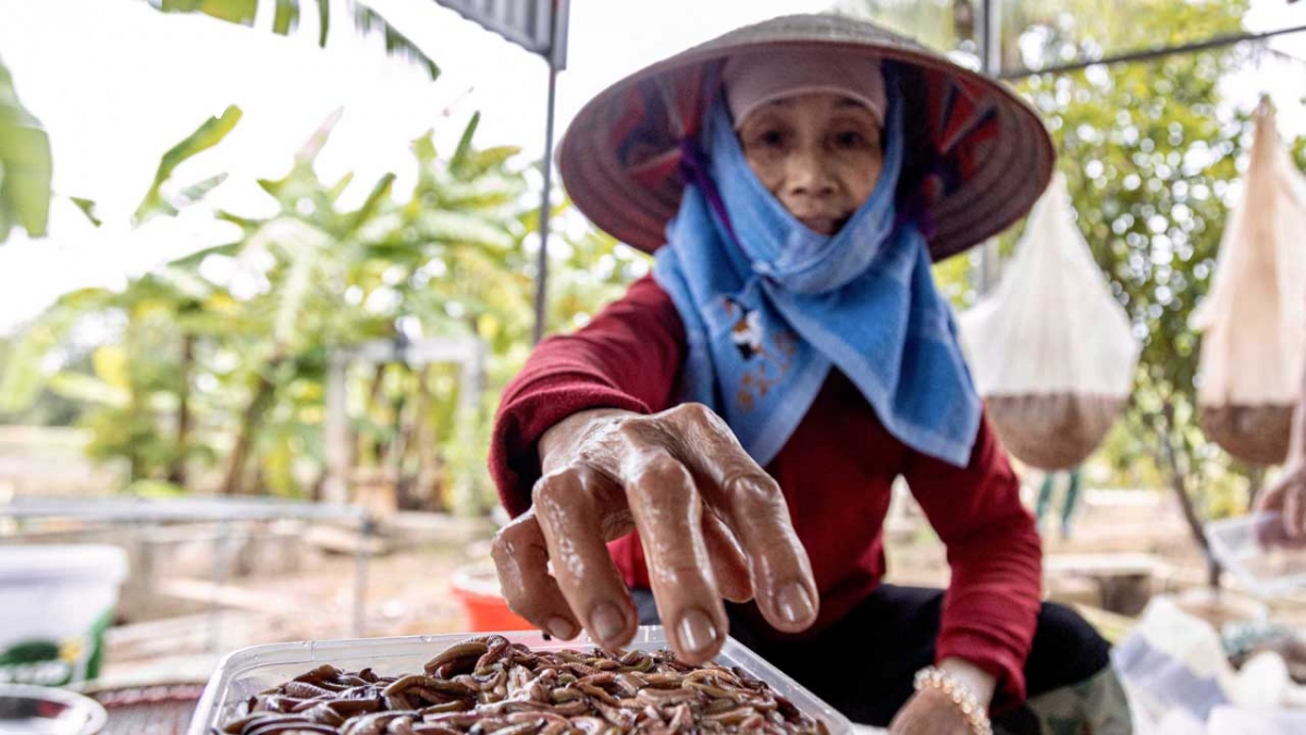 mua ruoi chinh vu o tu ky, hai duong nguoi dan vot den dau ban het den do hinh anh 11