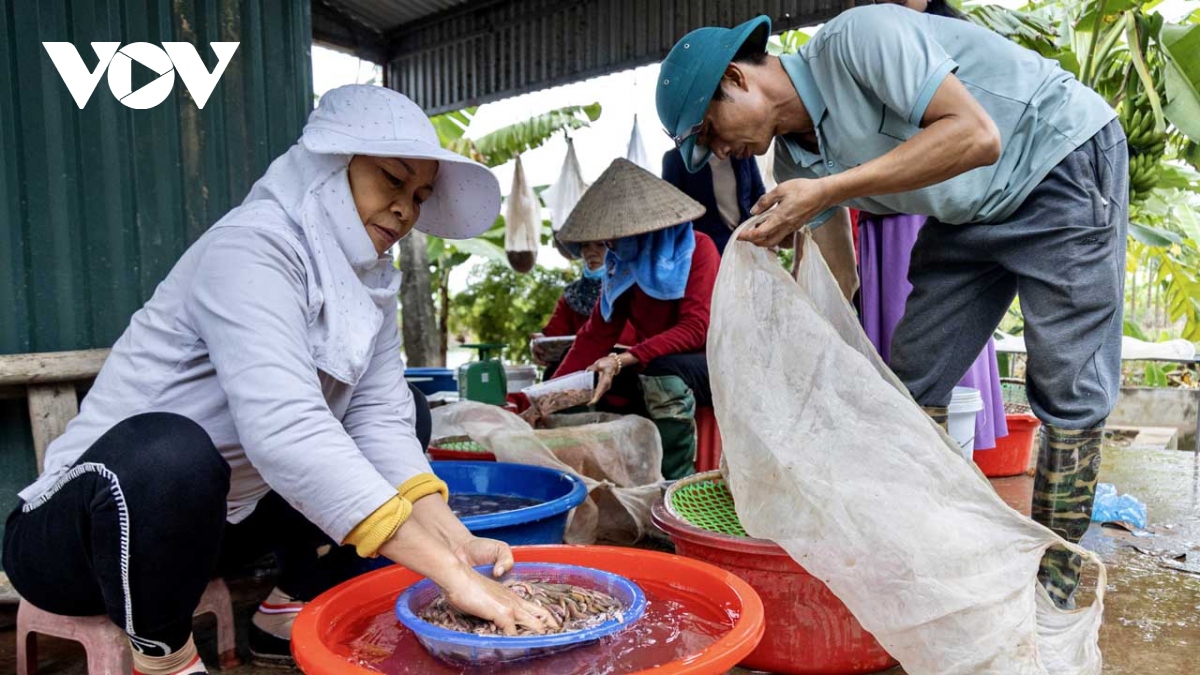 mua ruoi chinh vu o tu ky, hai duong nguoi dan vot den dau ban het den do hinh anh 7