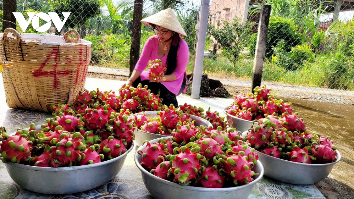 gia thanh long tien giang cao ky luc, xay ra tinh trang trom dot nhap vuon cay hinh anh 1