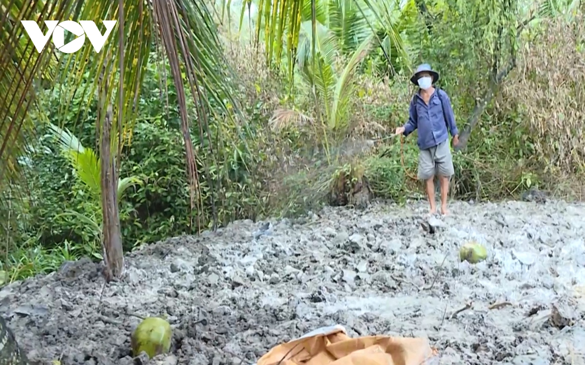 vinh long khong che kip thoi o dich ta heo chau phi hinh anh 1