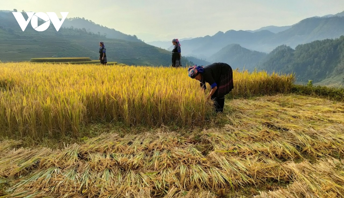 Yên Bái dành nhiều nguồn lực cho công tác giảm nghèo vùng dân tộc thiểu số