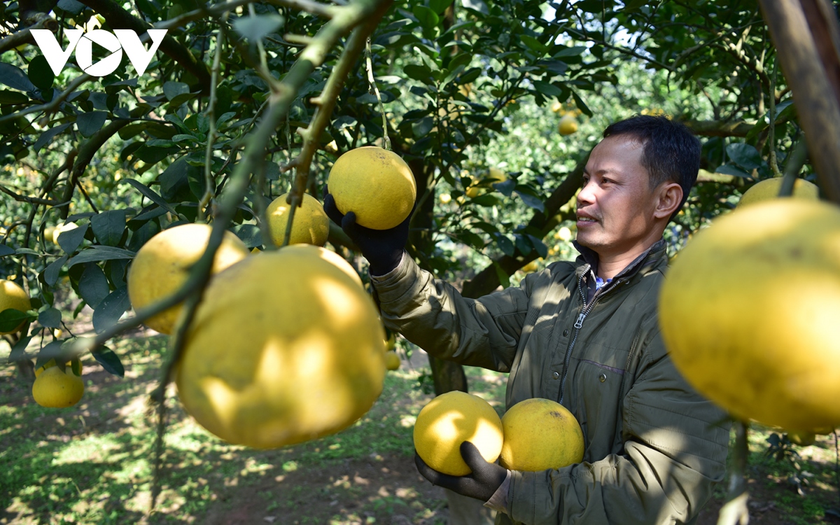 Thủ phủ bưởi Diễn nhộn nhịp vào mùa thu hoạch