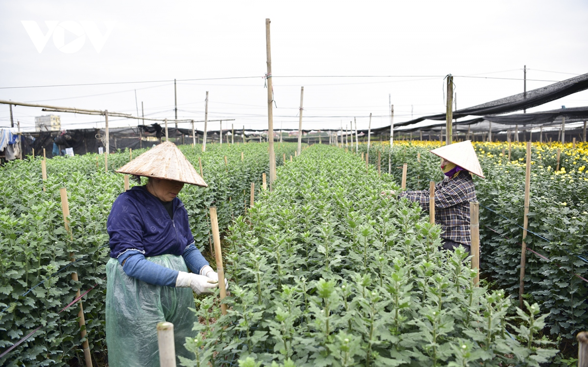 Làng hoa Tây Tựu tất bật vào mùa vụ lớn nhất trong năm