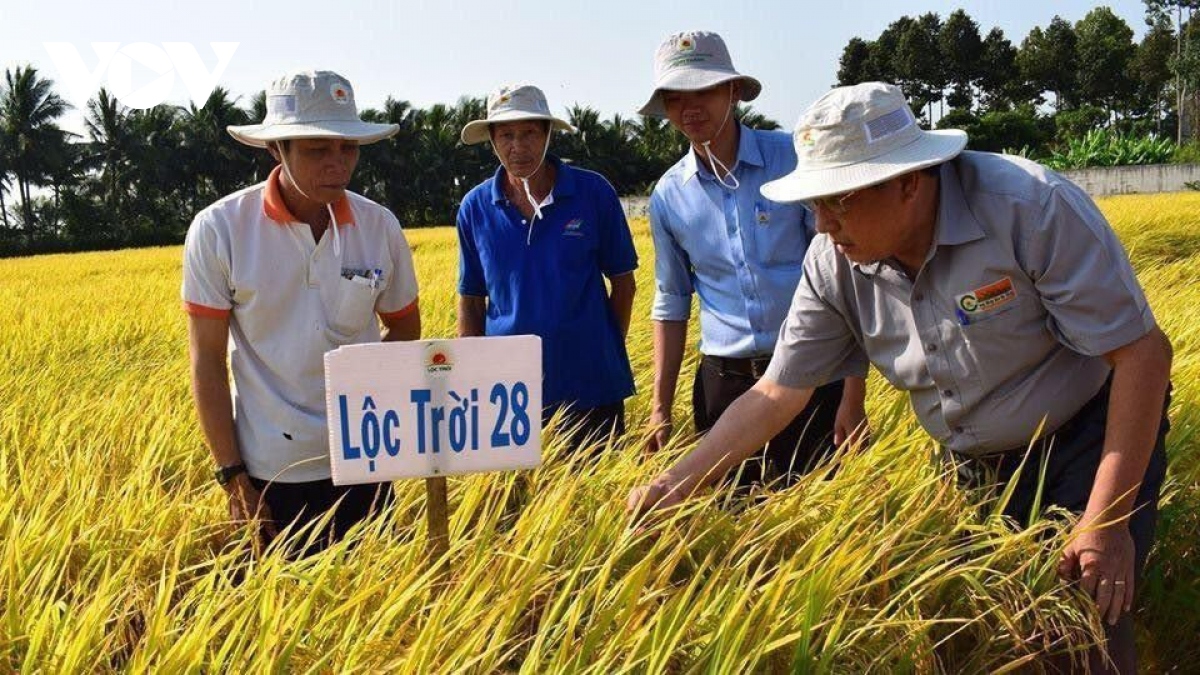 the rice trader chuc mung viet nam chien thang giai gao ngon nhat the gioi 2023 hinh anh 2