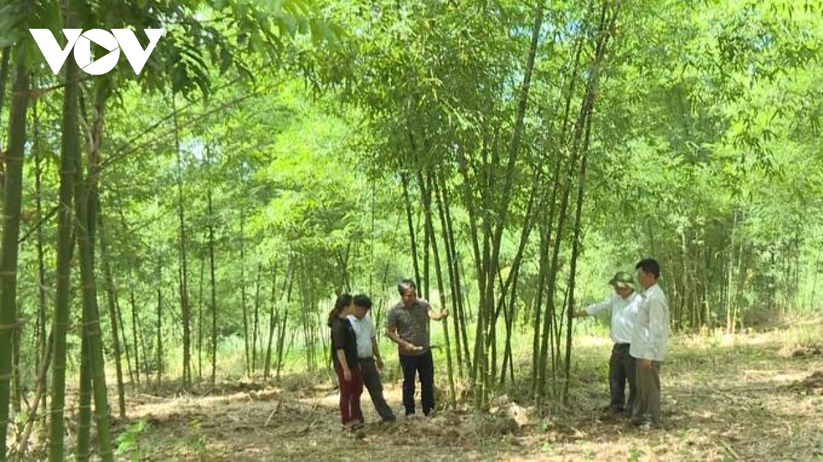 Tìm hướng đi cho “vàng xanh” Thanh Hoá