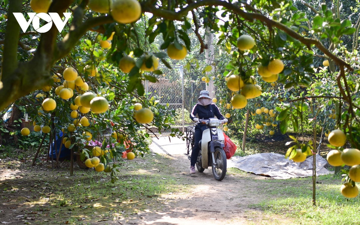 thu phu buoi dien nhon nhip vao mua thu hoach hinh anh 7