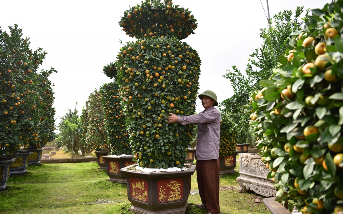 kham pha vuon quyt luc binh sieu khong lo o hung yen hinh anh 6