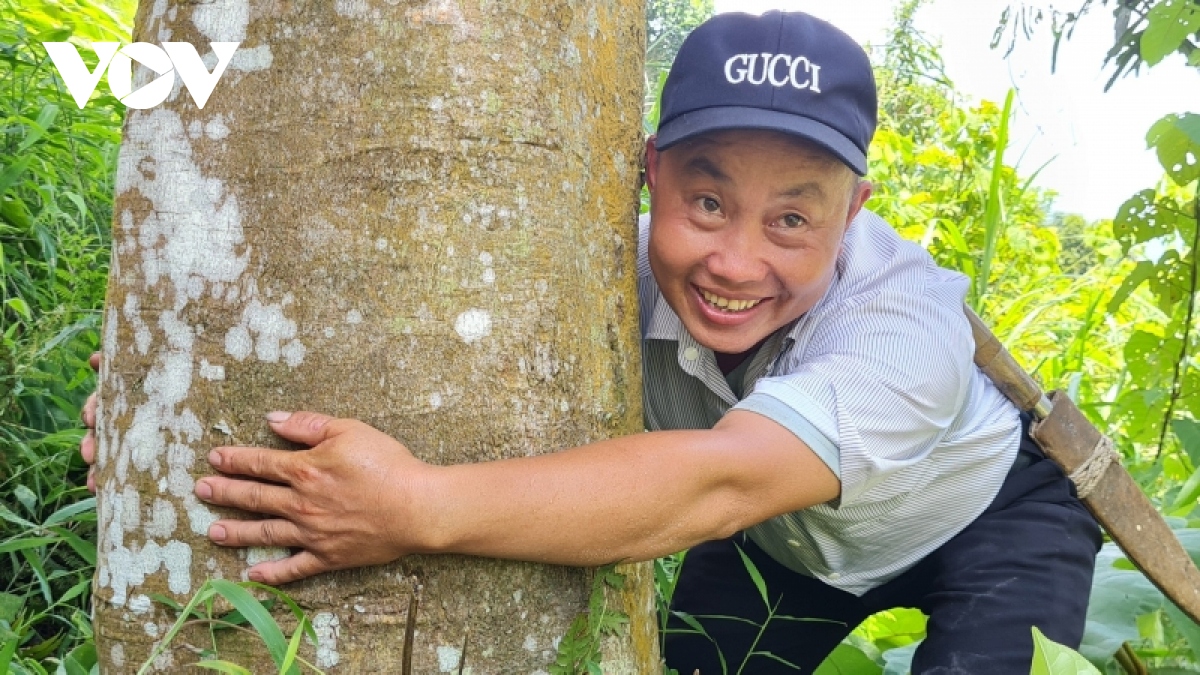 “Cây vàng” trên đất núi giúp người dân Yên Bái thành tỷ phú