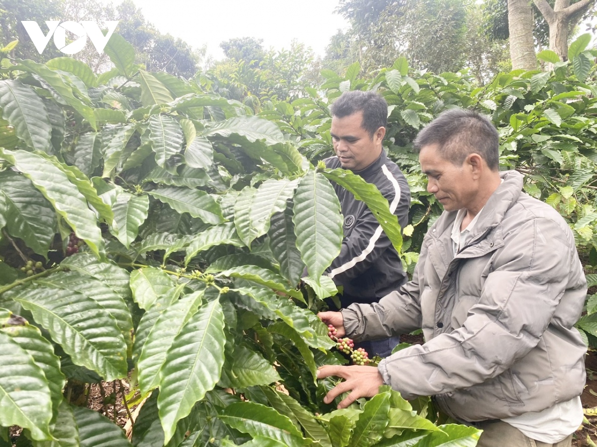 nang suat ca phe tang nhe, gia ban lap dinh, nong dan Dak lak phan khoi hinh anh 1