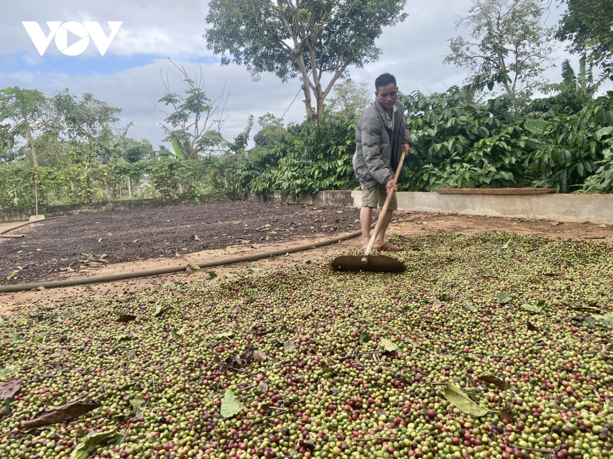 nang suat ca phe tang nhe, gia ban lap dinh, nong dan Dak lak phan khoi hinh anh 2